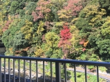 2017年11月25日　湯坂山の紅葉と須雲川を東館川沿い和室432号室より撮影