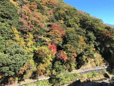 箱根の紅葉の見ごろは11月~12月上旬です