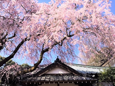 箱根湯本の桜が開花しました。見ごろは…