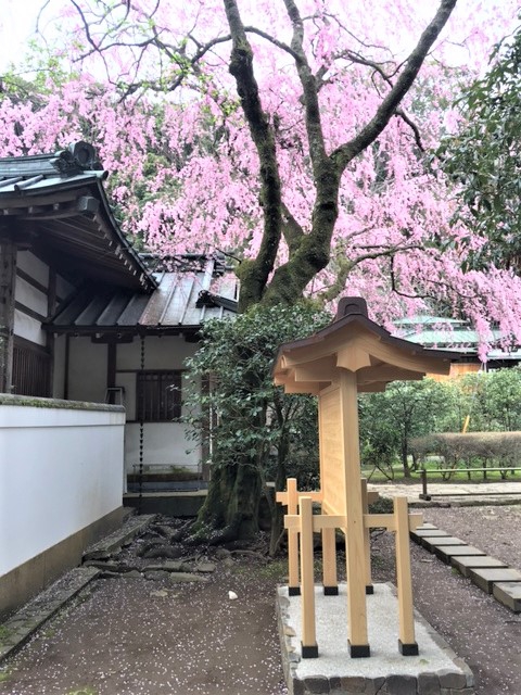 2017年4月　箱根のお花見 (＾о＾) 桜情報