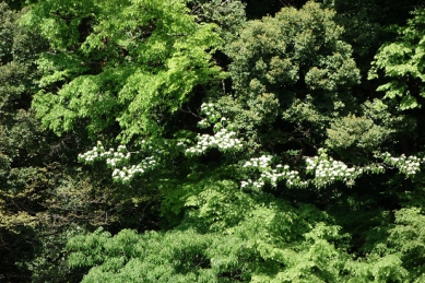 新緑とツツジの箱根