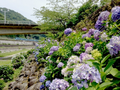 箱根湯本のあじさい　2015/6/15