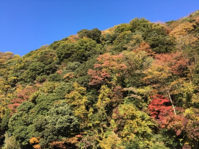 箱根の紅葉の見ごろは11月~12月上旬です