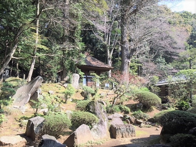 箱根湯本の桜が開花しました。見ごろは…