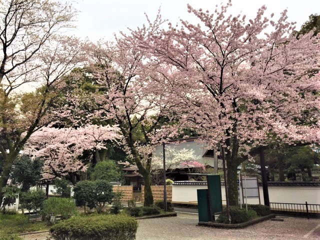 2017年4月　箱根のお花見 (＾о＾) 桜情報