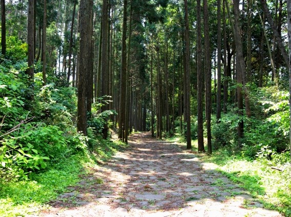 「箱根八里」が日本遺産に！