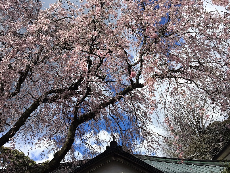 桜の満開はもう少し…