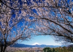第45回　小田原梅まつり　～　富士の景色と白梅の香り