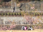 箱根湯本でお花見・・・早川の河津桜が見頃です。
