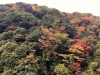 箱根の紅葉情報♪