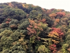 箱根の紅葉情報♪