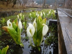 ◇箱根湿生花園◇開園しました！3月はミズバショウがお待ちしています♪