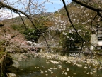箱根湯本　桜の見ごろはもう間もなくです