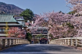 3月下旬～4月上旬　桜🌸が見頃の箱根湯本にお越しください