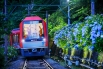 今年も「夜のあじさい号」出発進行～夜間ライトアップを開催♪