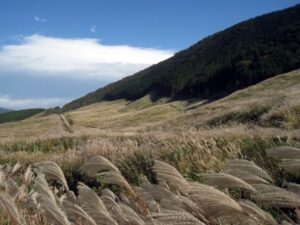 箱根仙石原のすすき草原