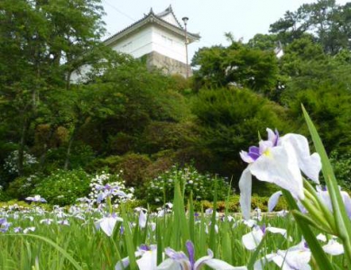 小田原城　あじさい花しょうぶまつり