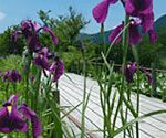 11箱根湿生花園